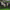 Grass-Fed vs Grass-Finished Beef